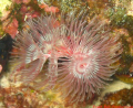   find tube worms facinating took this picture while diving Mabul BorneoMalaysia 2008 Canon A640 Housing Olympus Strobe. Borneo/Malaysia Borneo Malaysia Strobe  